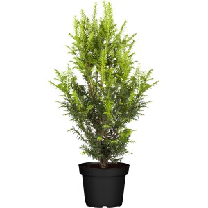 Eibe Set à 30 Stück Höhe ca. 60 - 80 cm Taxus baccata