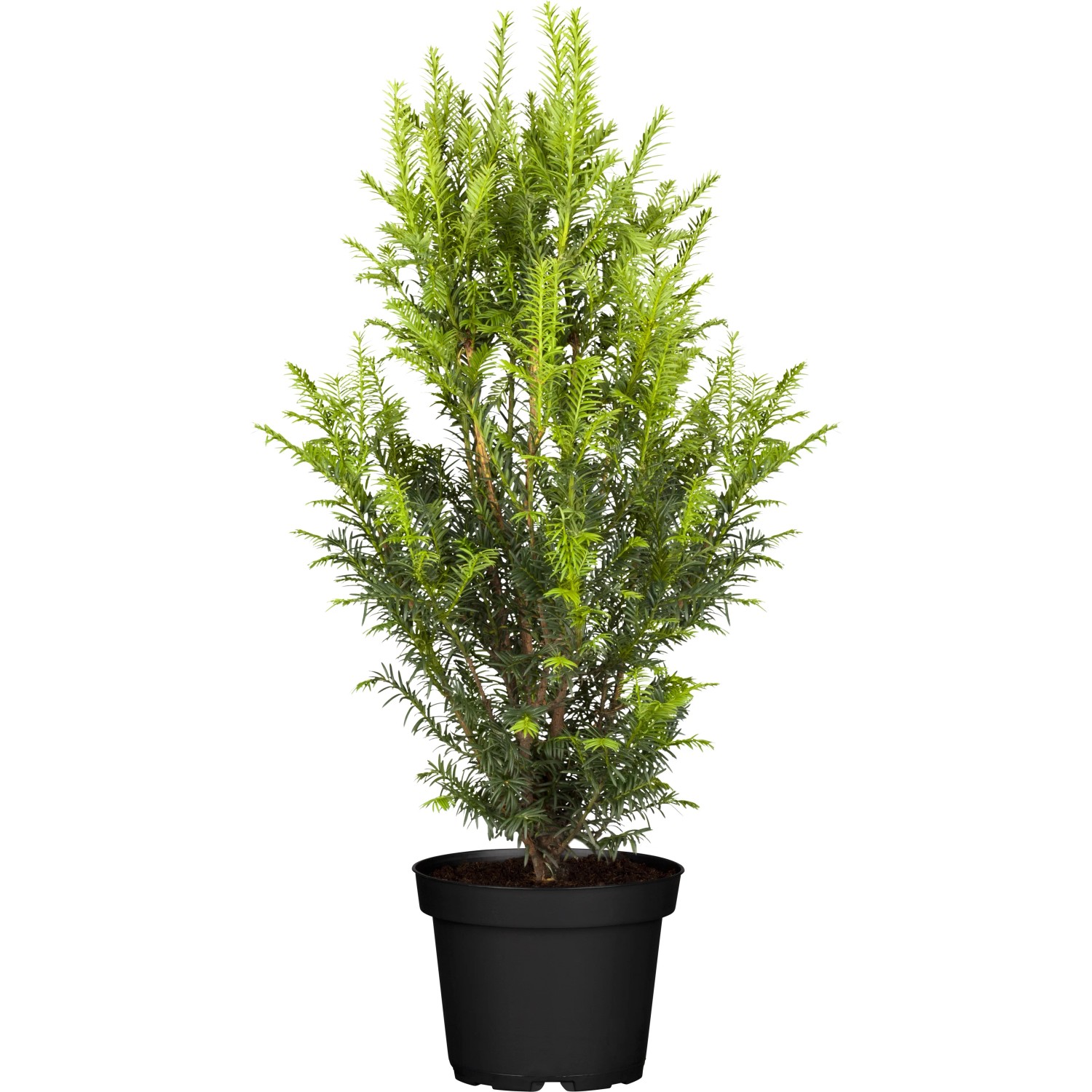katzenschwanz kaktus Acalypha reptans