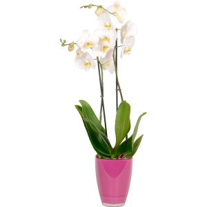 Schmetterlingsorchidee mit weißen Blüten im pinken Glas-Gefäß, Topf ca. 12cm.