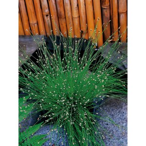 GROW by OBI Frauenhaargras im Topf, grüne Halme mit weißen Blüten, ca. 11 cm Topf-Ø.