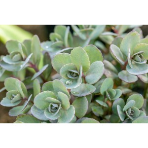 Nahaufnahme des weißen, scharfen Mauerpfeffers (Sedum) im Topf, ideal für Steingärten.