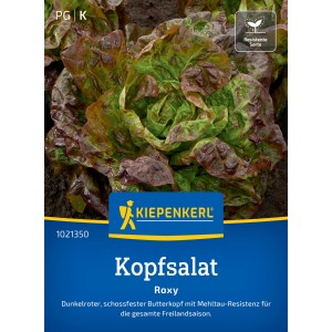 Kiepenkerl Kopfsalat Roxy, dunkelroter, schossfester Freiland-Kopfsalat.