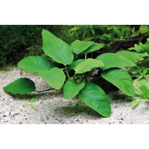 Dennerle Aquariumpflanze Anubias barteri var. Nana mit grünen Blättern im Aquarium.