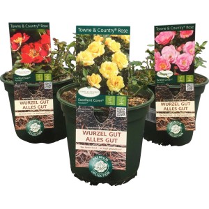 Beetrosen 'Town and Country' im 3l Topf, verschiedene Farben (rot, gelb, rosa).