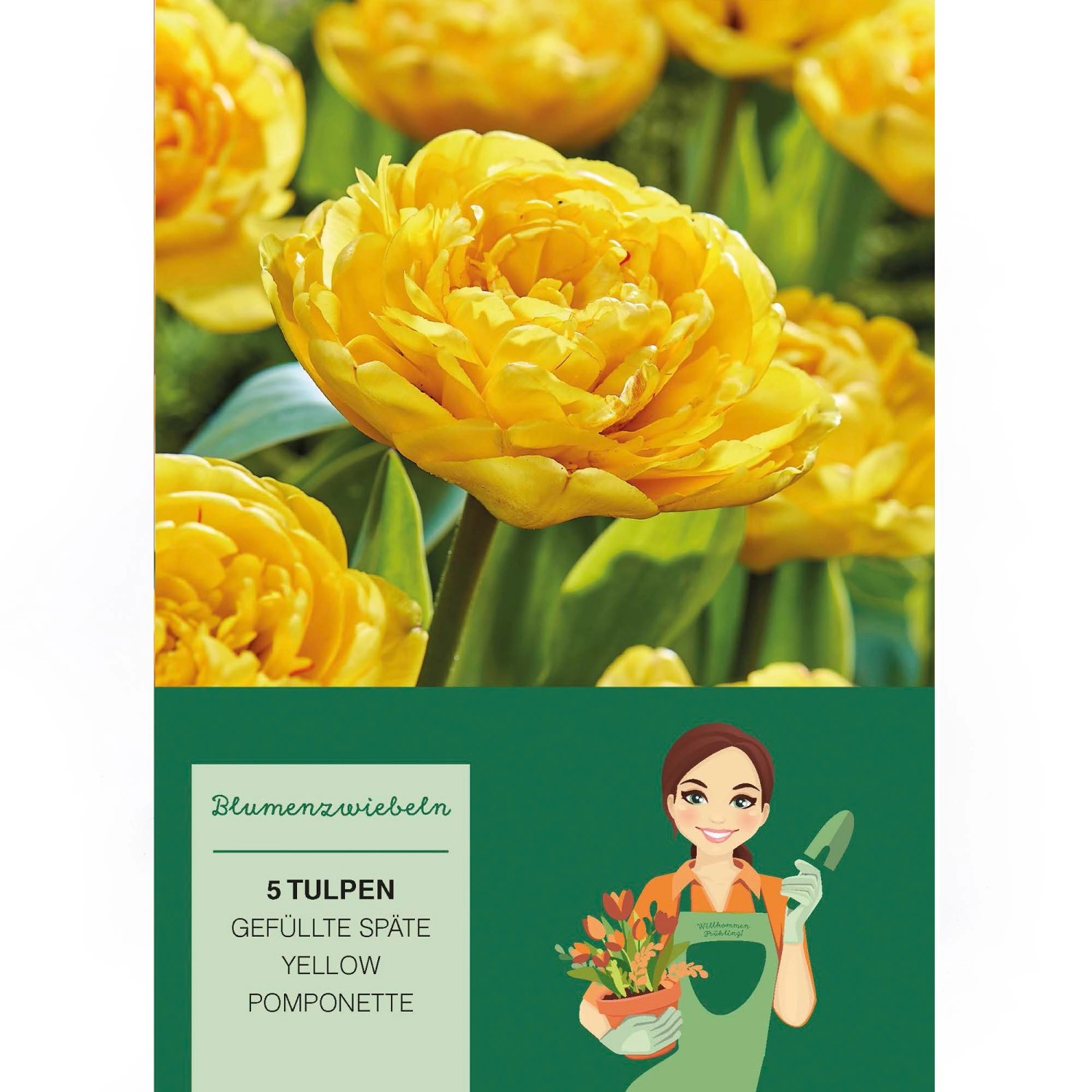 PfingstrosenTulpe "Yellow Gelb 5 Stück Tulipa kaufen bei OBI