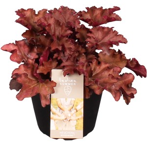 Orange-rotes OBI Purpurglöckchen 'Indian Summer Boysenberry' im Topf.