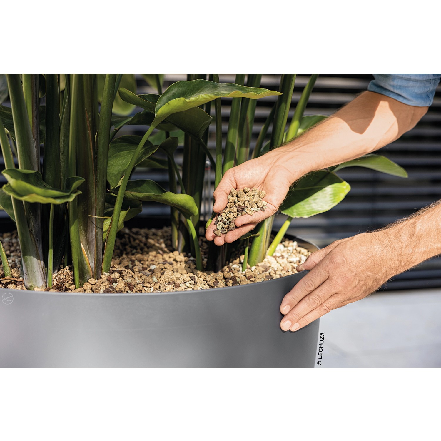 Lechuza Pon XXL Pflanzsubstrat im Einsatz: Mineralisches Substrat für Kübelpflanzen wird eingefüllt.