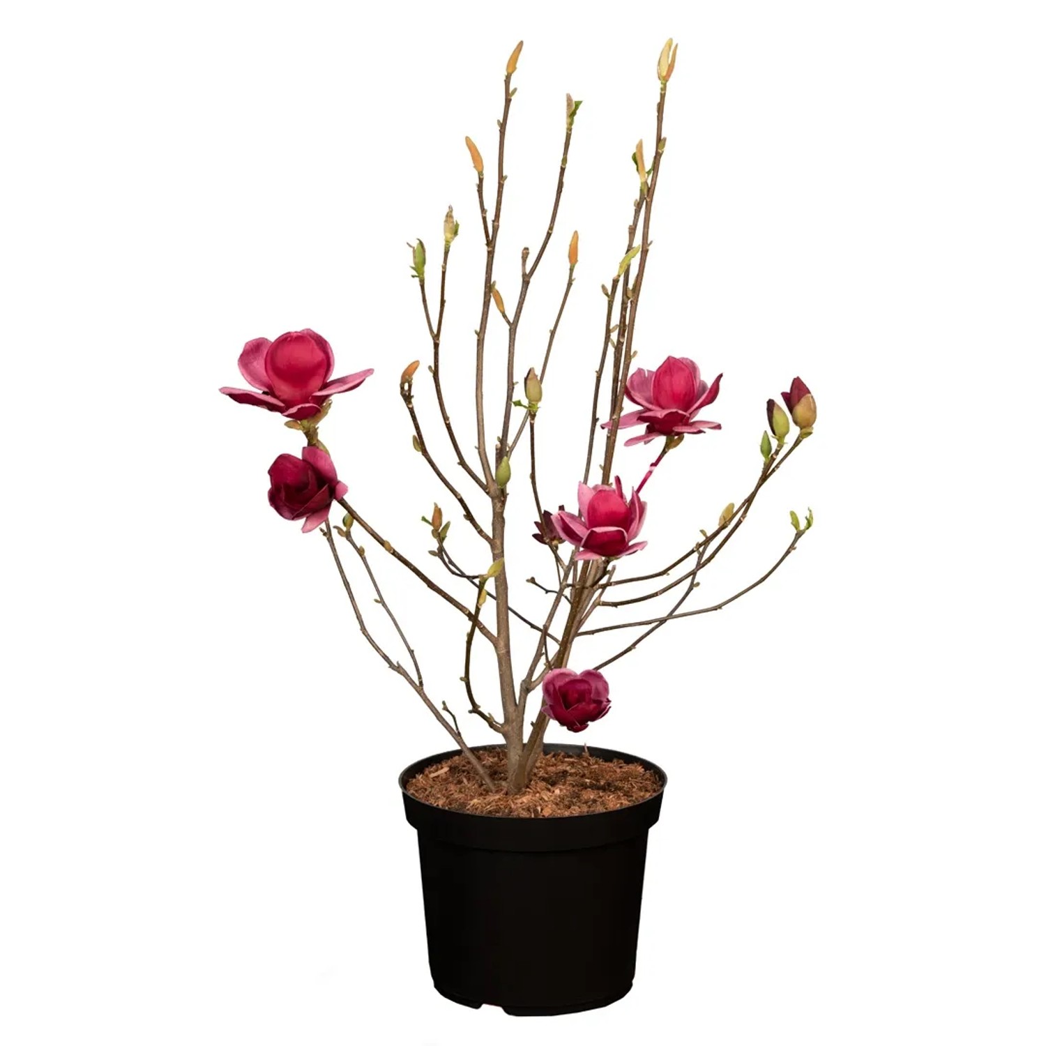 water wisteria plant Wisteria Bunch 4+ Stems  Easy Aquarium Plants