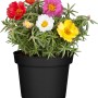 Portulakröschen im Topf mit bunten Blüten (rot, gelb, pink, weiß). Hängepflanze für sonnige Standorte.