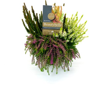 Calluna Beautybelle Mix im Topf, verschiedene Farben. Winterharte, blühende Heidepflanze für Garten und Balkon.