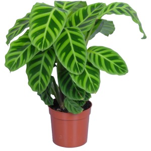 Korbmarante (Calathea) mit grün gestreiften Blättern im Topf, ca. 65-75 cm hoch.