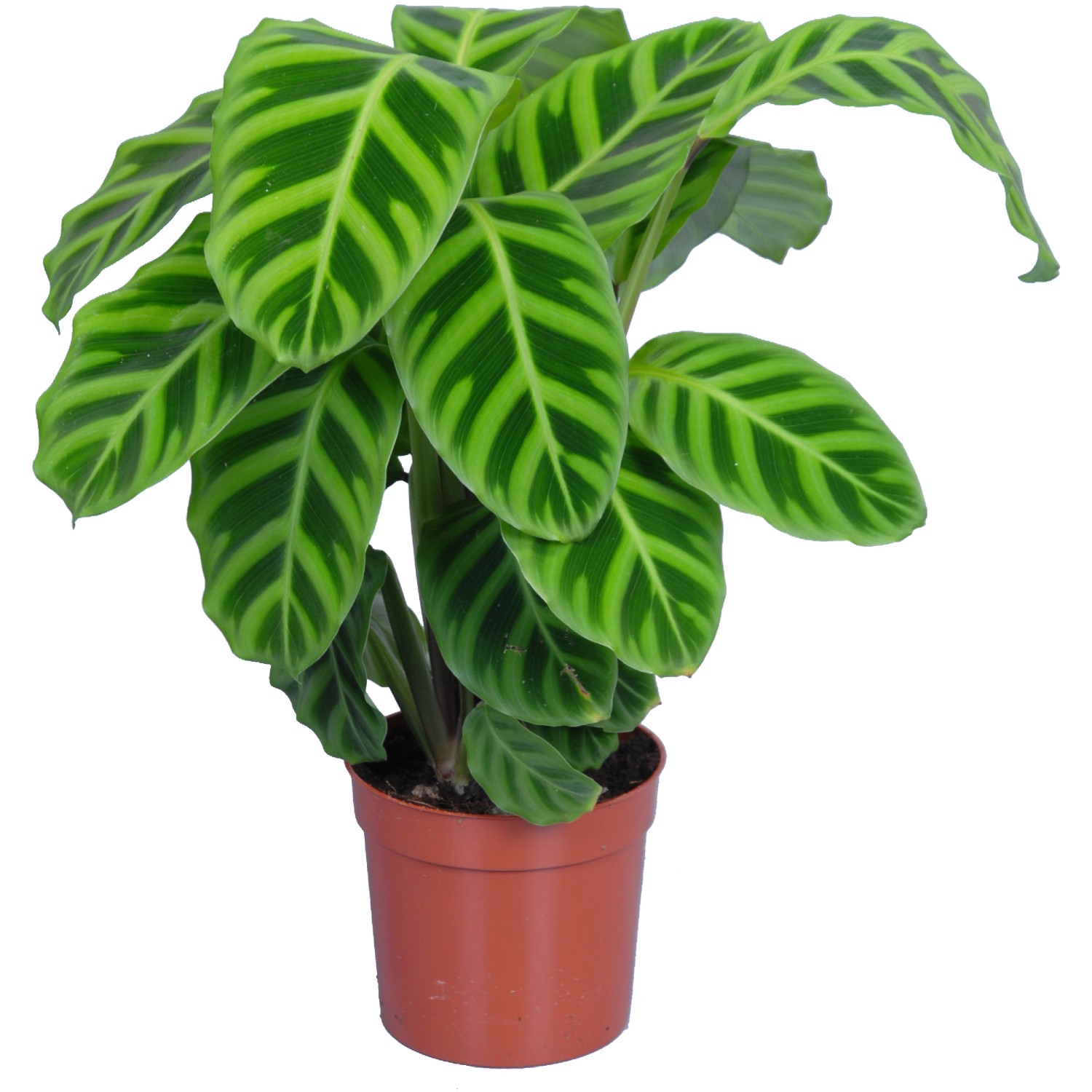 Korbmarante (Calathea) mit grün gestreiften Blättern im Topf, ca. 65-75 cm hoch.