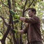 Mann schneidet Ast mit Greenworks Akku-Kettensäge CS1032GA2. Inkl. Akku und Ladegerät.