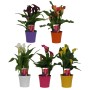 Calla Blühpflanze in verschiedenen Farben im Topf (Höhe 30-40cm)