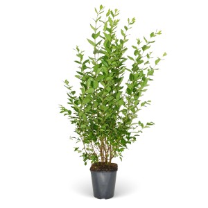 Ovalblättriger Liguster im Topf, ca. 150-175 cm hoch, ideal für Hecken.