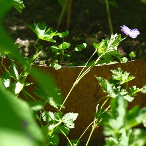 Bellissa Hangpflanzschale Collina Corten mit Bepflanzung im Garten.