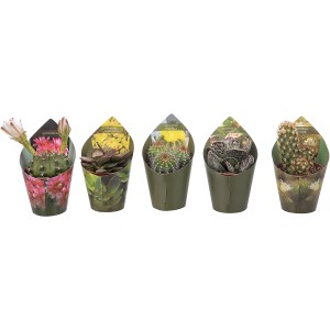 Fünf verschiedene Giromagi Sukkulenten/Kakteen, ca. 8-10cm hoch, im 5,5cm Topf, sortiert.