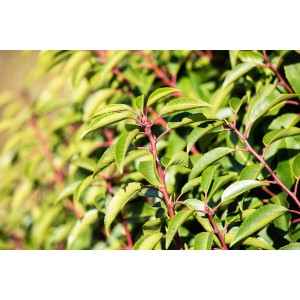 Portugiesischer Kirschlorbeer Angustifolia, 30-40 cm hoch, mit grünen Blättern und roten Stielen.