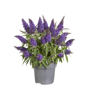Sommerflieder "Butterfly Candy" Höhe ca. 30-40 cm Topf ca. 3,4l Buddleja davidii