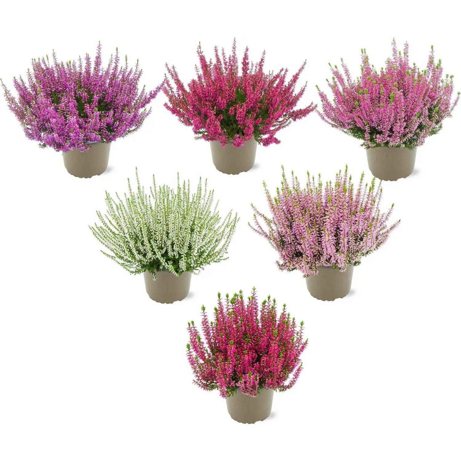 Besenheide Topf- ca. 11 cm Calluna Vulgaris kaufen bei OBI