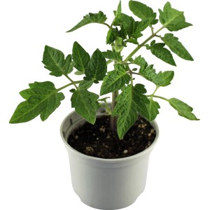 Junge Tomatenpflanze 'Harzfeuer' im Topf, grüne Blätter, ca. 10,5 cm Topf-Ø.