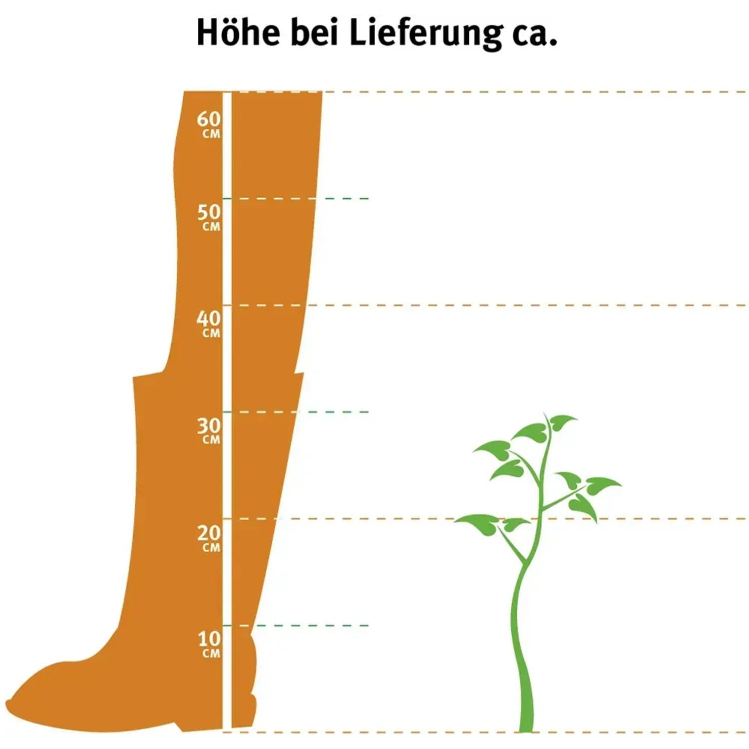 Illustration: OBI Weinrebe, Sorte Hellgelb, ca. 20-30 cm hoch bei Lieferung.
