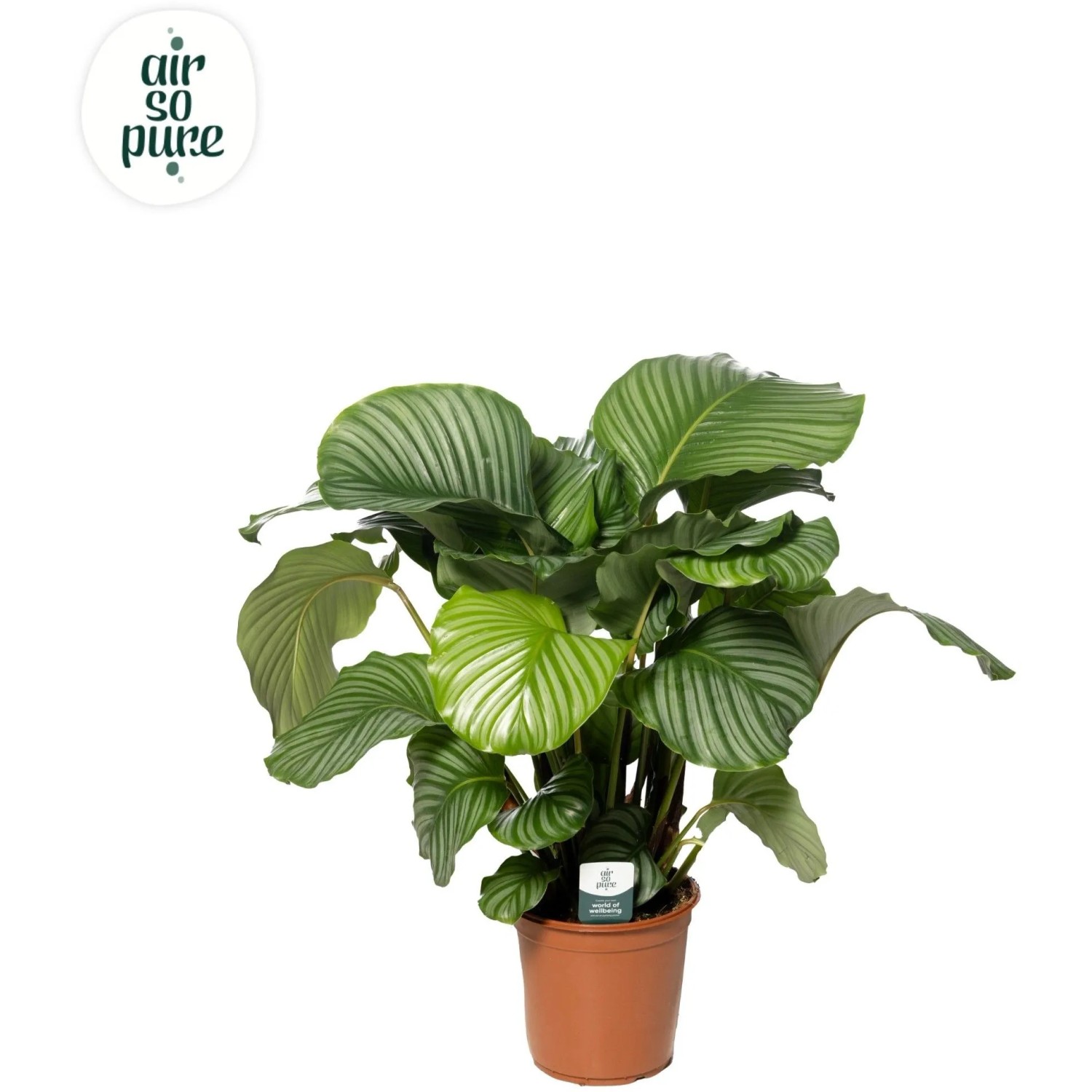 outdoor dracena Get Dracena Draco Branched Now via Online - Plantsworld.ae main image 0