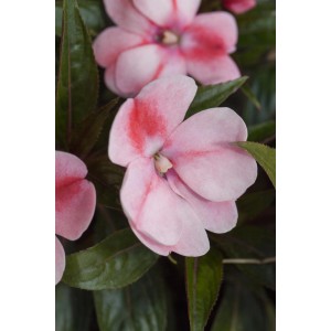 Fleißiges Lieschen Topf-Ø ca. 26 cm Impatiens Neu Guinea