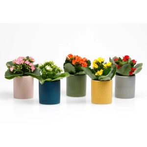 Flammendes Käthchen in verschiedenen Farben im Keramiktopf, Topf-Ø ca. 6 cm.