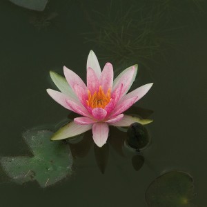 Nahaufnahme einer rosafarbenen Zwergseerose (Nymphea pygmaea Rubra) mit gelber Mitte auf dem Wasser.