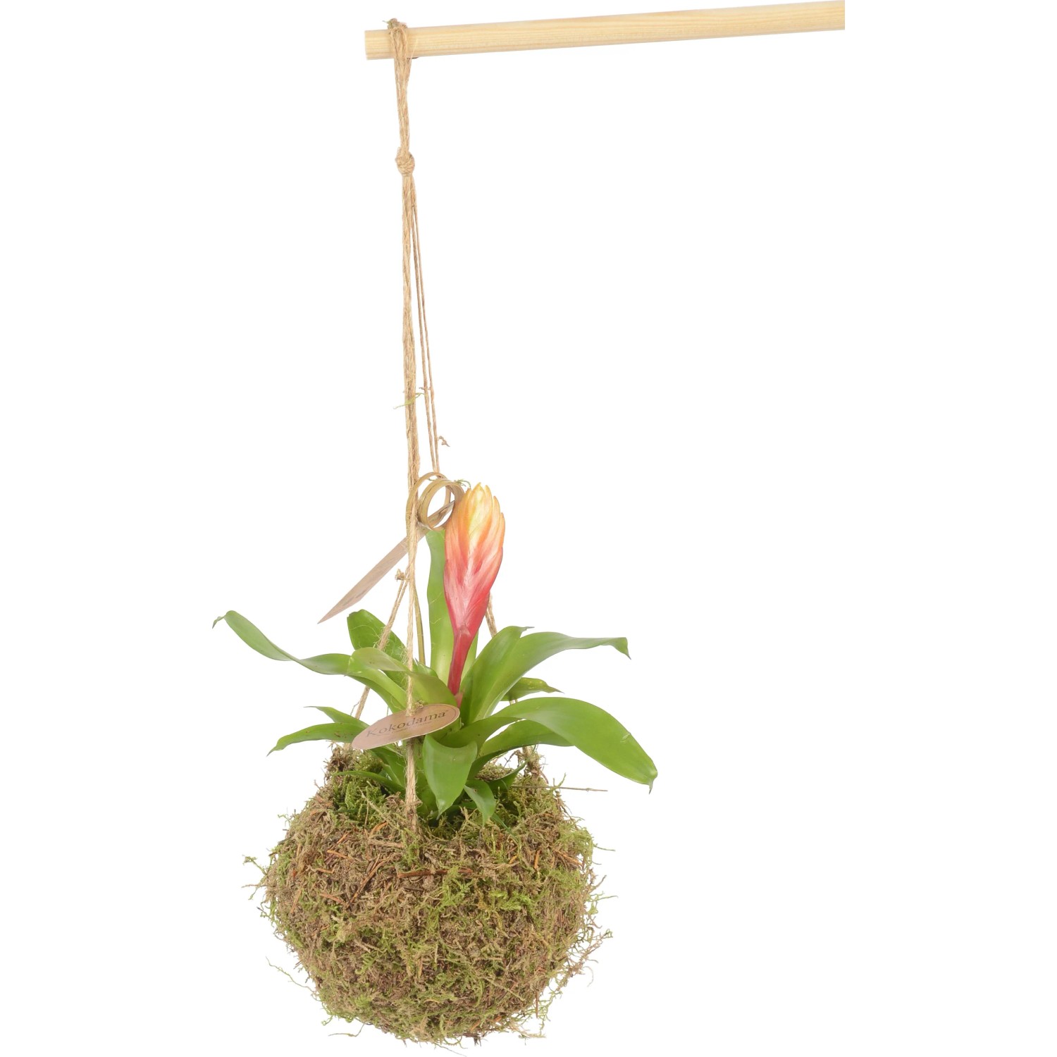 Bromelie verschiedene Sorten in Moos-Kokedama Topf- ca. 12 cm (Bromelia)  kaufen bei OBI