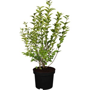 Ovalblättriger Liguster im Topf, grüne Heckenpflanze von GROW by OBI.