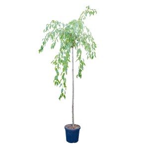 Hängende Nelken-Kirsche 'Kiku Shidare Zakura' als Hausbaum im Topf, ca. 220cm hoch.