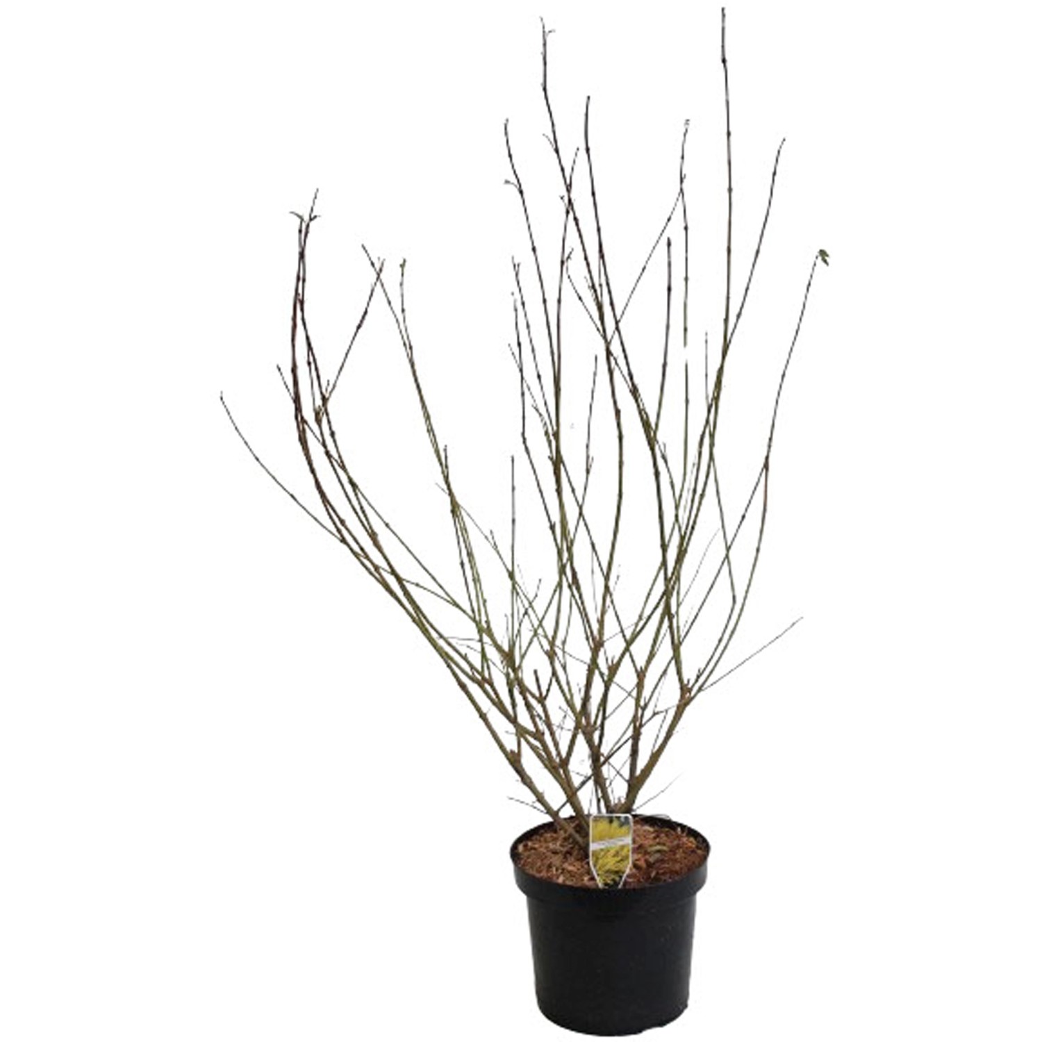 grow-by-obi-forsythie-lynwood-gold-gelb-h-he-ca-80-100-cm-topf-ca