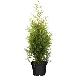 Lebensbaum 'Brabant' im Topf, ca. 80-100 cm hoch, grüne Heckenpflanze für den Garten.