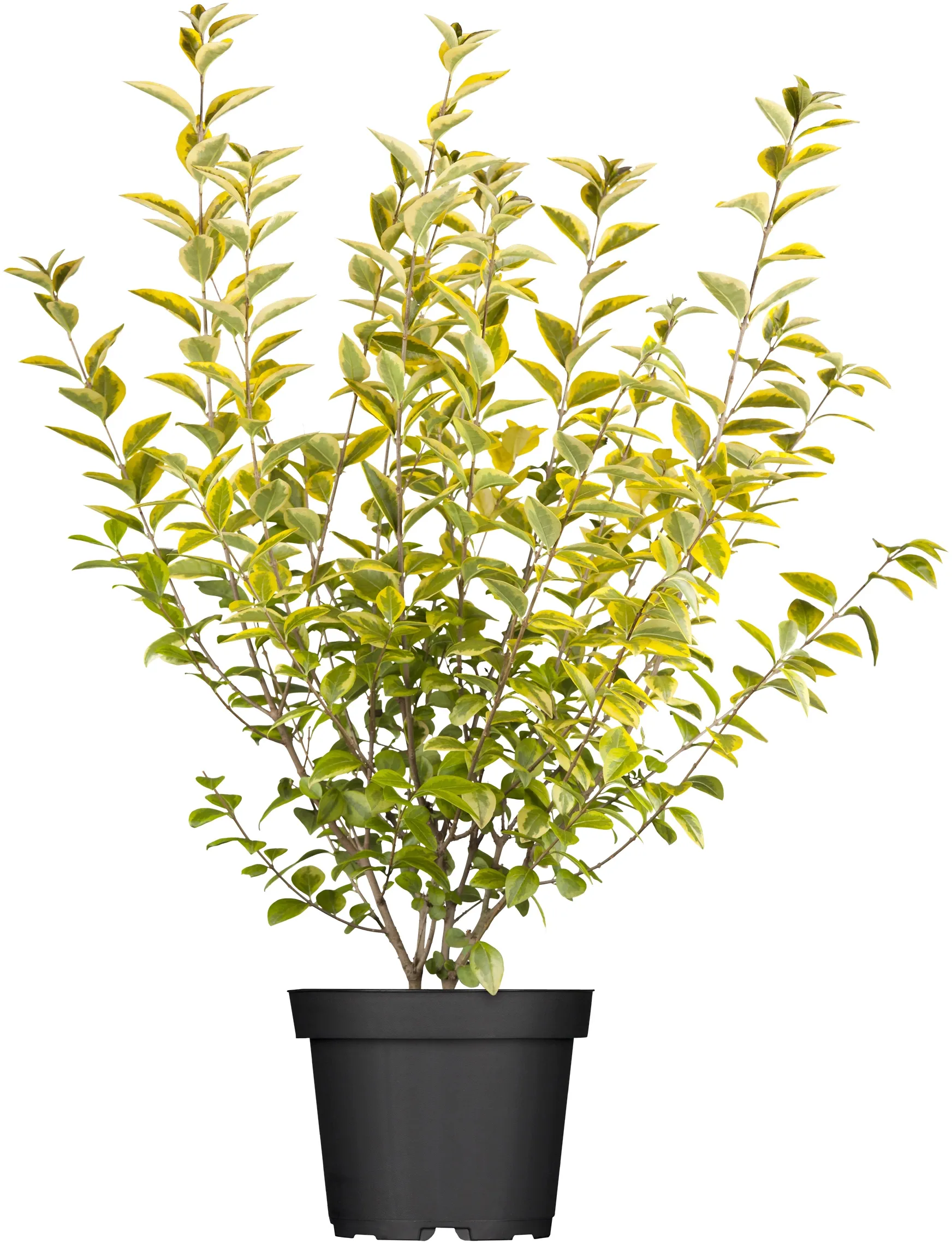 15 Liguster Pflanzen 30-40cm - Heckenpflanzen Für 4 Meter Sichtschutz