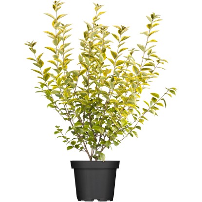 Ligusterhecke pflanzen  Anleitung in 7 Schritten | OBI