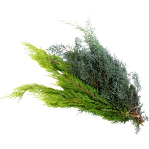 Schnittgrün Koniferen Mischgrün 700 - 900 g Bund