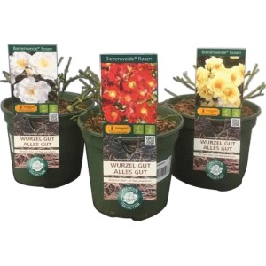 Drei Bienenweide Rosen (Rosa Hybride) in Töpfen mit Blüten in Weiß, Rot und Gelb.
