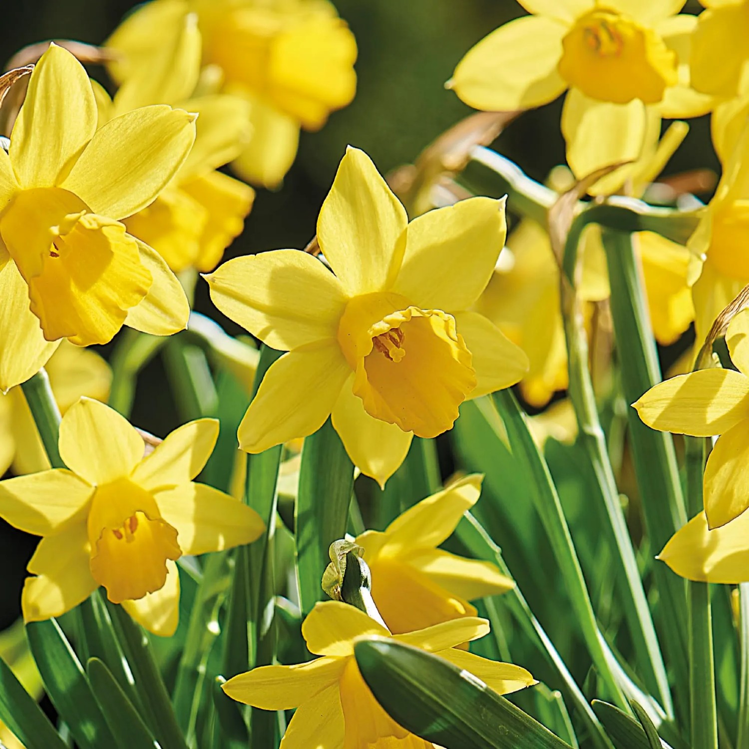 Gelbe Narzissen Tete-a-Tete von GROW by OBI, Frühlingsblüher für Beet und Topf.