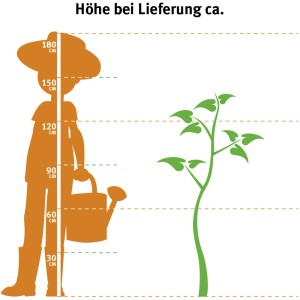 Illustration: Größenvergleich der Aprikose Nancy (120-140cm) bei Lieferung mit einer Person.