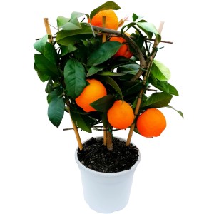 GROW by OBI Citrus Mitis am Flachspalier im Topf, mit orangenfarbenen Früchten und grünen Blättern.