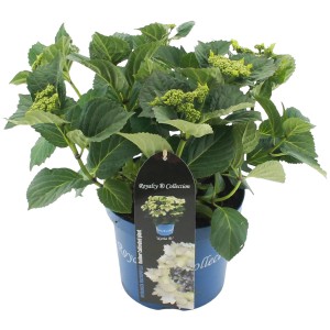 Gartenhortensie "Koria" Weiß Höhe ca. 20 - 30 cm Topf ca. 3,5 l