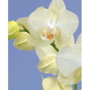 Gelb-orange Schmetterlingsorchidee (Phalaenopsis) im Terrakotta-Topf, Topf-Ø 12cm.