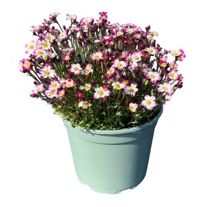 Moos-Steinbrech "Rosenzwerg" Rosa-Weiß Topf-Ø ca. 17 cm Saxifraga x arendsii