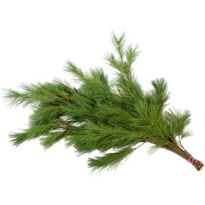 Tannenzweige Seidenkiefer 500 - 600 g Bund