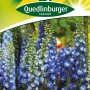 Quedlinburger Stauden-Rittersporn Pacific Mischung, blaue Blüten, Höhe ca. 170cm.