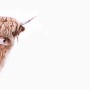 Fototapete: Highland Cattle Kuh im Vintage-Stil, weiße Farbgebung, Format 4,00 m x 2,70 m.