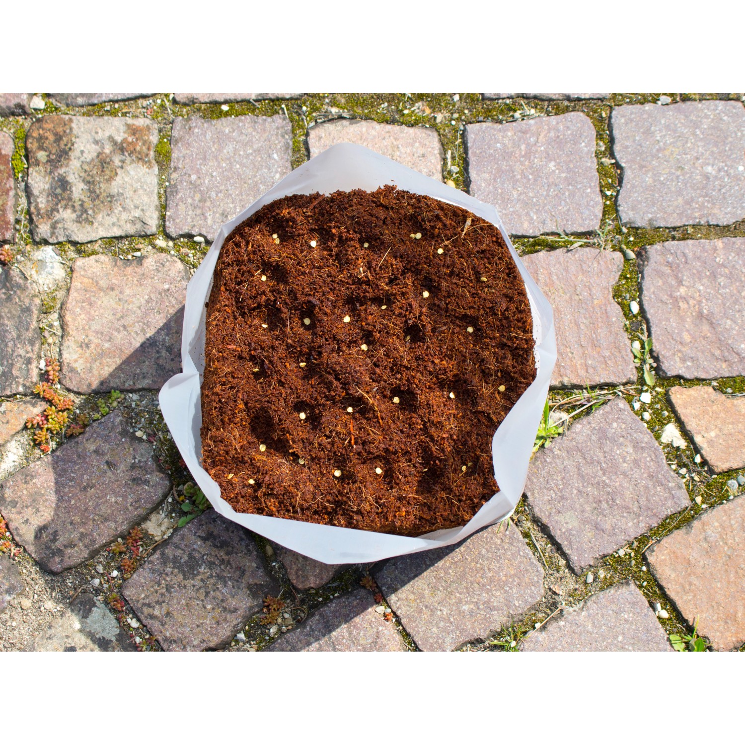 Coco Kompakt Blumenerde 10 l kaufen bei OBI
