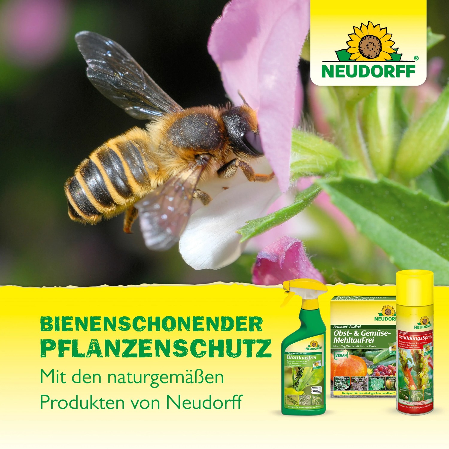 Neudorff Spruzit AF RosenSpray mit Biene auf Blüte. Schädlingsbekämpfung für Rosen und Zierpflanzen.